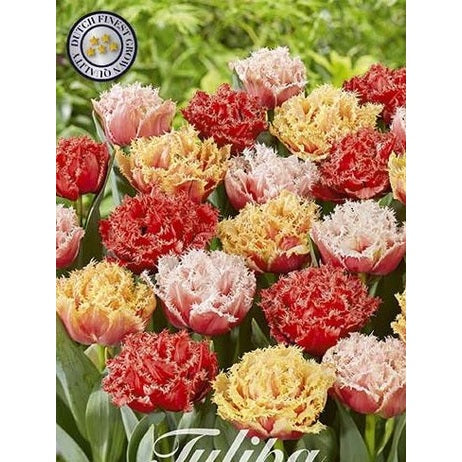 Tulpan 'Crispa Double Mixed' (premium) (NEW) 10-pack